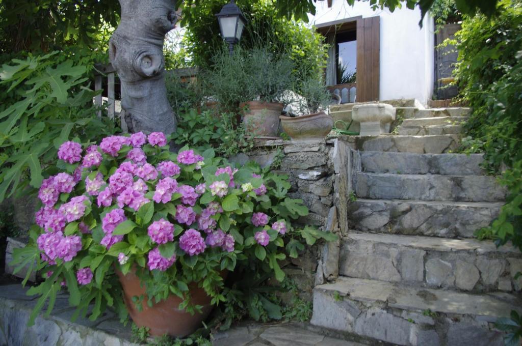 Terrace Houses Sirince セルチュク 部屋 写真